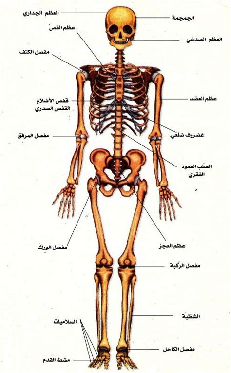 عظام وعضلات ومفاصل جسم الإنسان بالصور pdf