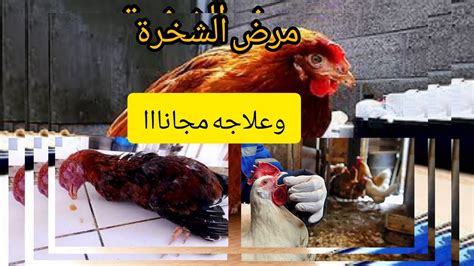 علاج الشخرة عند الدجاج ، هو مرض معروف أيضاً باسم مرض الكوريزا وأحد الأمراض المنتشرة بل من أكثر الأمراض انتشاراً عند مربي الدجاج المبتدئين،
