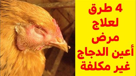 علاج امراض الدجاج بالاعشاب