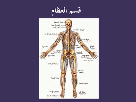 علم العظام pdf