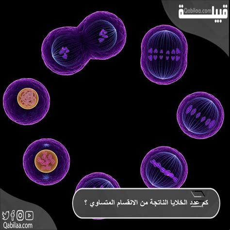 كم عدد الخلايا البكتيرية التي تنتج من 4 خلايا، بعد الانقسام المتساوي مرة واحدة فقط، لأن البكتيريا كائنات دقيقة للغاية لا يمكن رؤيتها بالعين