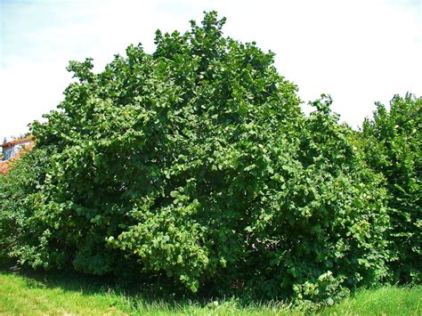 كم يبلغ عدد شجر الجوزيات، التي تعتبر من أهم أنواع الأشجار، والتي يتم من خلالها الحصول على العديد من أنواع ثمار الجوز