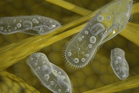 كيف يعيش البراميسيوم في الماء العذب