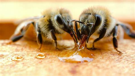كيف ينتح النحل العسل