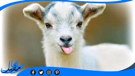 ماذا يسمى صغير الماعز؟ الماعز من أنواع الحيوانات التي تنتمي إلى مملكة الثدييات، لأنها ترضع صغارها، وهناك أنواع عديدة مختلفة