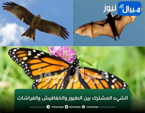 ما الشيء المشترك بين الطيور والخفافيش والفراشات
