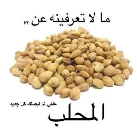 ما هو نبات المحلب