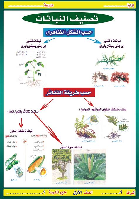 ما هي أقسام النباتات البذرية