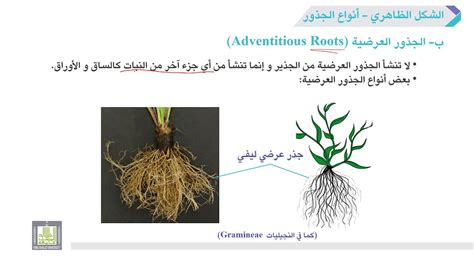 ما هي أنواع الجذور في النباتات