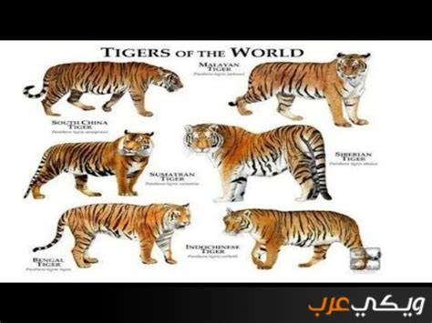 ما هي أنواع النمور