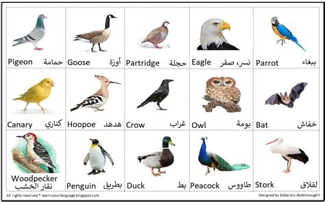 ما هي اسماء الطيور