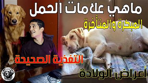 ما هي اعراض الحمل عند الكلاب