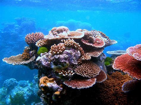 ما هي المستحاثات المرجانية