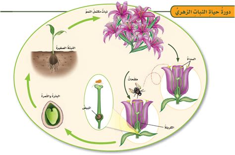 ما هي دورة حياة النباتات الزهرية