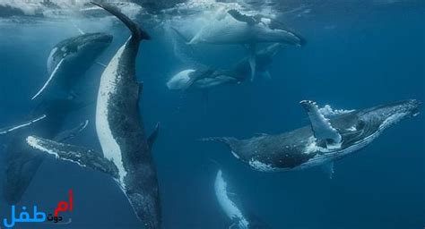 ما هي طريقة تواصل الحيتان