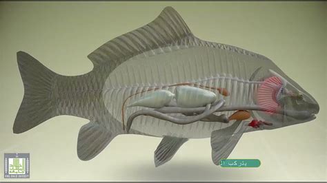 ما هي وظائف جهاز الخط الجانبي في الأسماك و وظيفة جهاز الخط الجانبي في الأسماك و ما أهمية الخط الجانبي في الأسماك