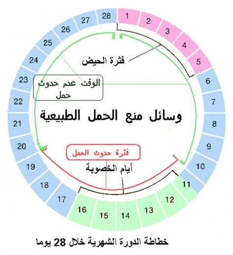 متى تكون فترة التبويض للحمل