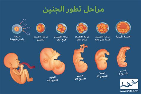 مراحل تكوين الجنين من أول يوم بالتفصيل