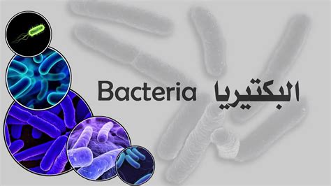 معلومات عن البكتيريا ويكيبيديا