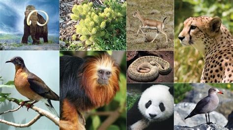 معلومات عن مملكة الحيوان وفصيلة الثدييات