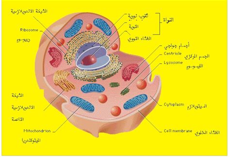 مكونات الخلية الحيوانية