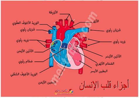 مكونات القلب