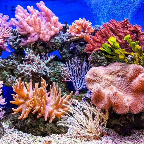 مواقع وأماكن الشعاب المرجانية