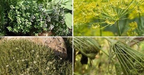 موسوعة للنباتات الطبية البرية في مصر pdf