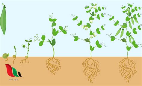 نبات الفول في مراحل مختلفه من النمو