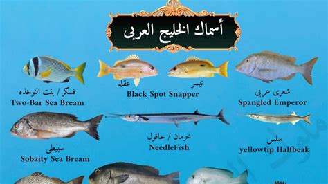 نقدم لكم في موقعنا الخليج برس؛ ما الخاصية التي تتمتع بها خياشيم الأسماك وهذا ما يقوم به الكثير من الأفراد بالبحث عنه في مواقع