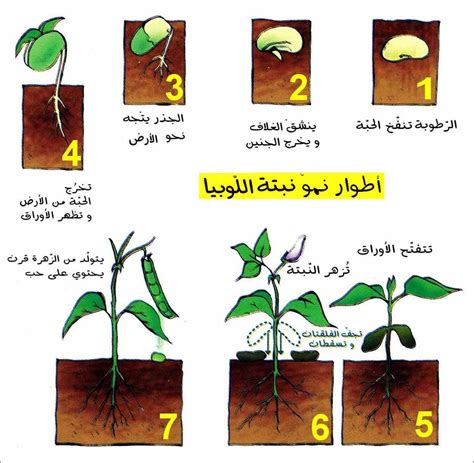 نقدم لكم في موقعنا الخليج برس؛ من اي اجزاء النبات تتكون البذور وهذا ما يقوم به الكثير من الأفراد بالبحث عنه في مواقع التواصل الاجتماعي