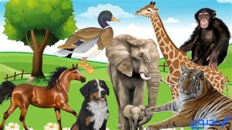 نقدم لكم في موقع الخليج برس أسئلة للأطفال عن الحيوانات مع إجاباتها ,  في بعض الحالات ، يلعب البشر دورًا مباشرًا في انقراض العديد
