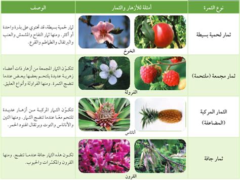 هل تستطيع بعض النباتات الزهريه ان تتكاثر دون بذور، النباتات تنقسم من ناحية التزهير لنوعين يتمثلان في النباتات الزهرية والنباتات اللازهرية