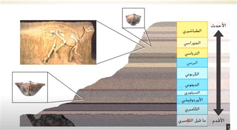 يوضح الرسم ادناه الطبقات الجيولوجية لصخور تحتوي على احافير