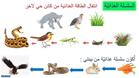 يوضح الرسم البياني أدناه سلسلة غذائية اي الحيوانات الاتية هو الفريسة وايها هو المفترس، إن السلسلة الغذائية عبارة عن سلسلة من العلاقات
