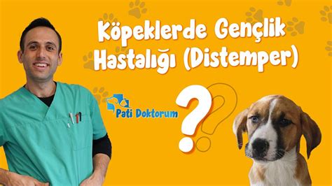 ﻿Bahis hastalığından kurtulma: Köpeklerde Distemper Hastalığı (Gençlik Hastalığı)   Pet