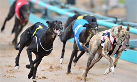 ﻿Köpek yarışı bahis: Casinoslot Kazandıran At Yarışı Taktikleri Nedir