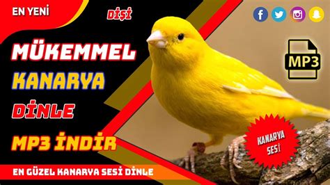 ﻿bet kuşu sesi dinle: dantel ve orgu modelleri: kanarya sesi dinle