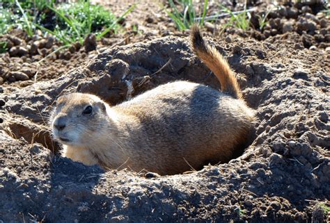  Ковокии Ҳосили Groundhog