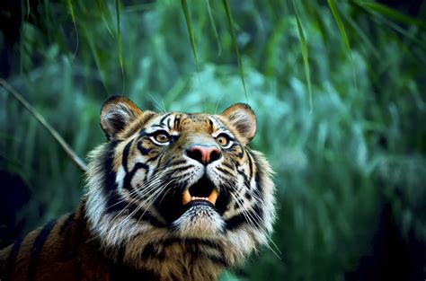  Ковокии Tiger Jungle