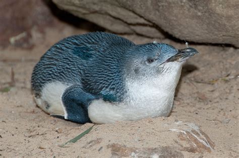  Ковокии Wild Penguin