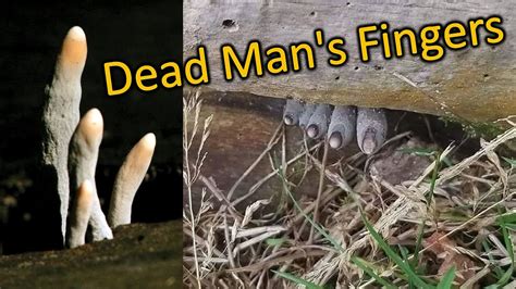  Слот Dead Man s Fingers