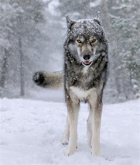  Слот Siberian Wolf