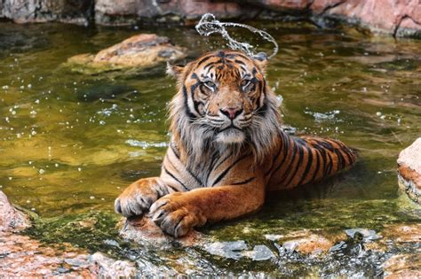  Слот Water Tiger