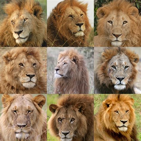  9 Lions yuvası