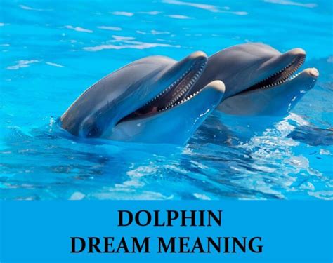  Dolphin s Dream ұясы