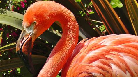  Flamingo Paradise yuvası