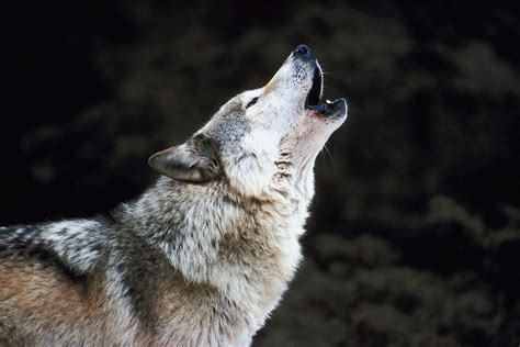  Howling Wolves слот