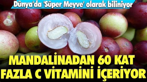  Meyve Süper Nova 60 yuvası