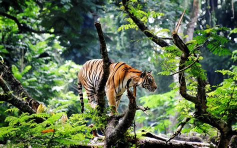  Tiger Jungle yuvası